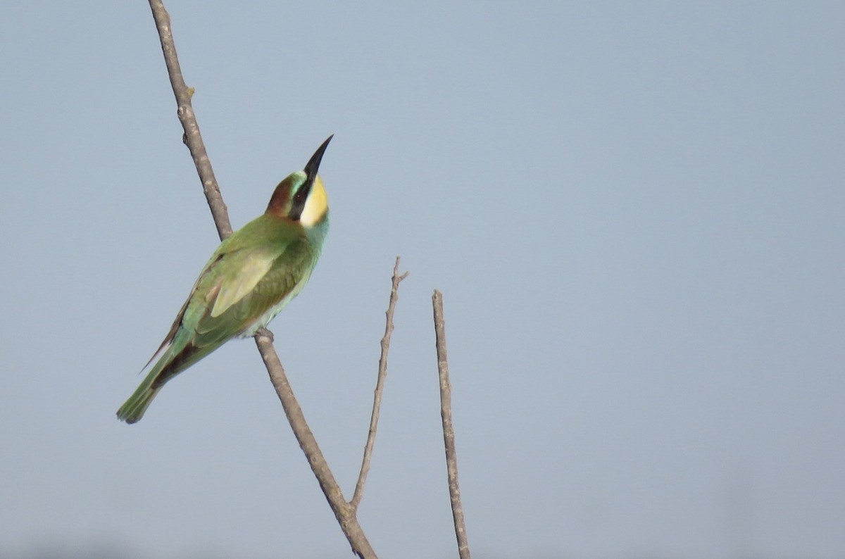 European Bee-eater - ML641785097