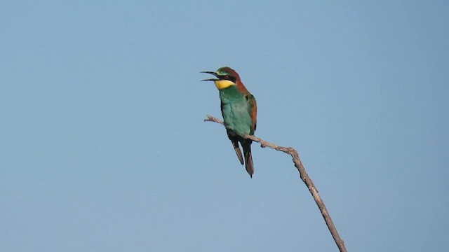 European Bee-eater - ML641785098