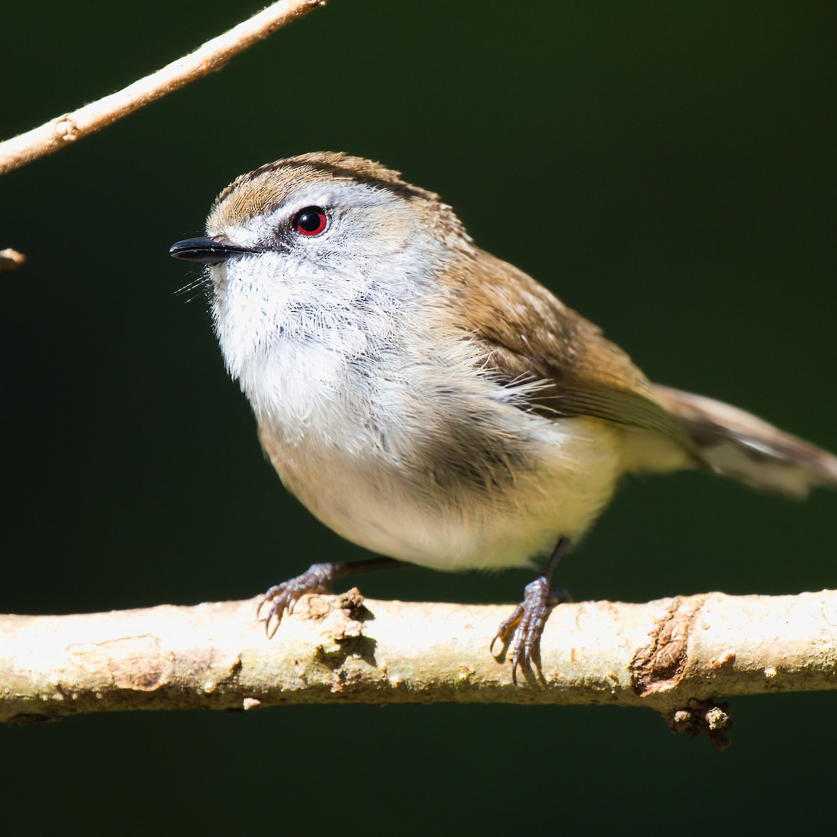 Brown Gerygone - ML641785102