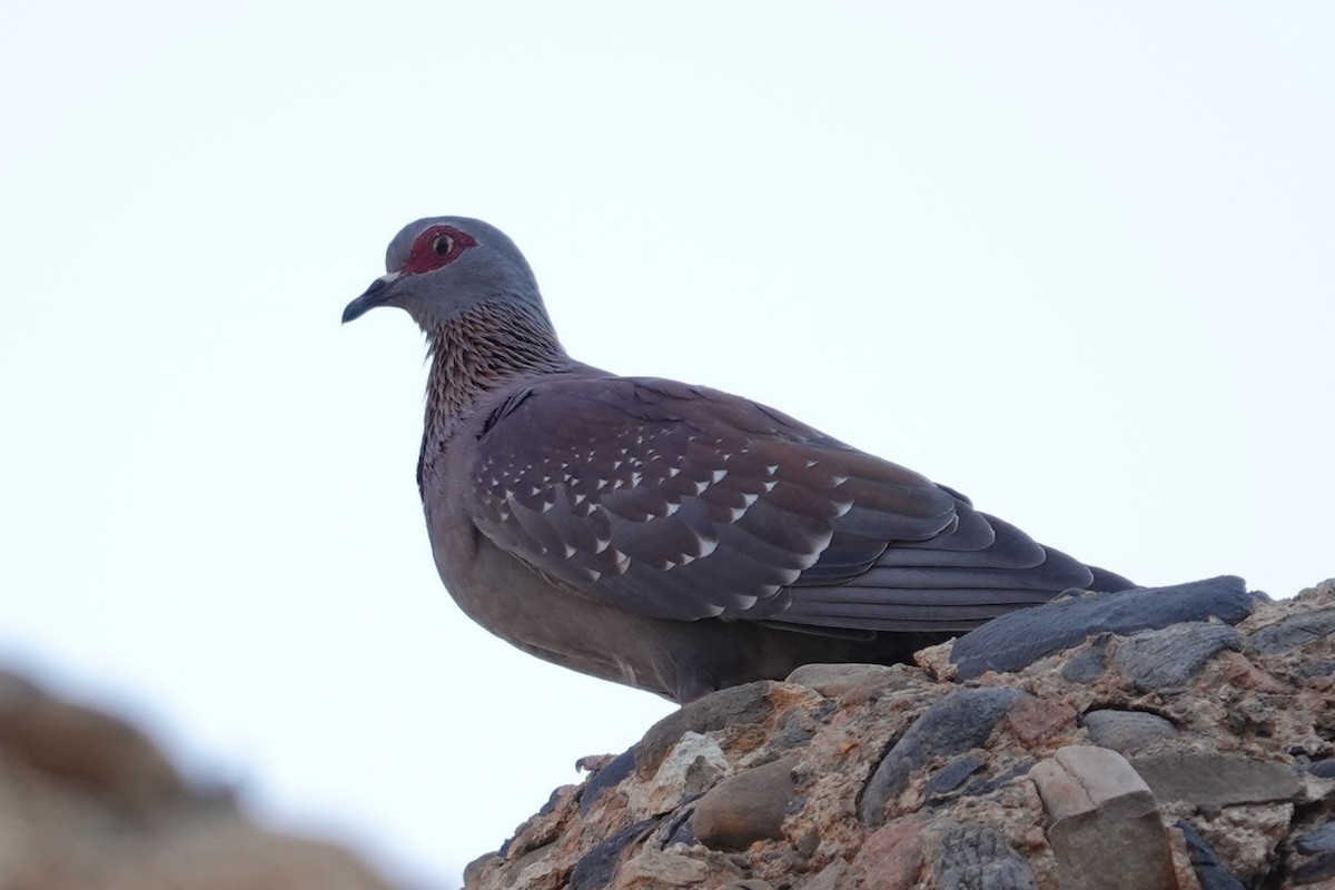 Speckled Pigeon - ML641785106