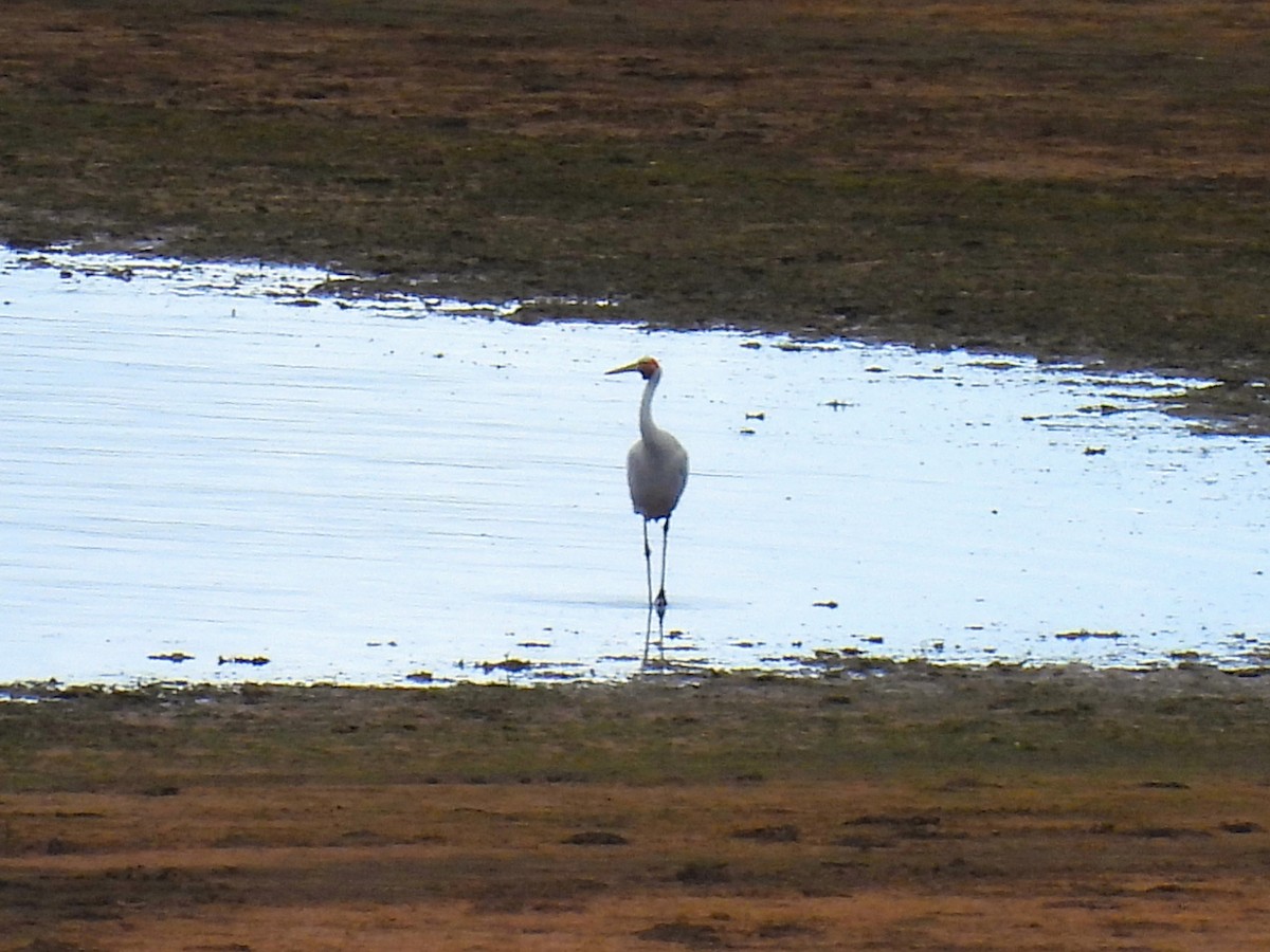 Brolga - ML641785108