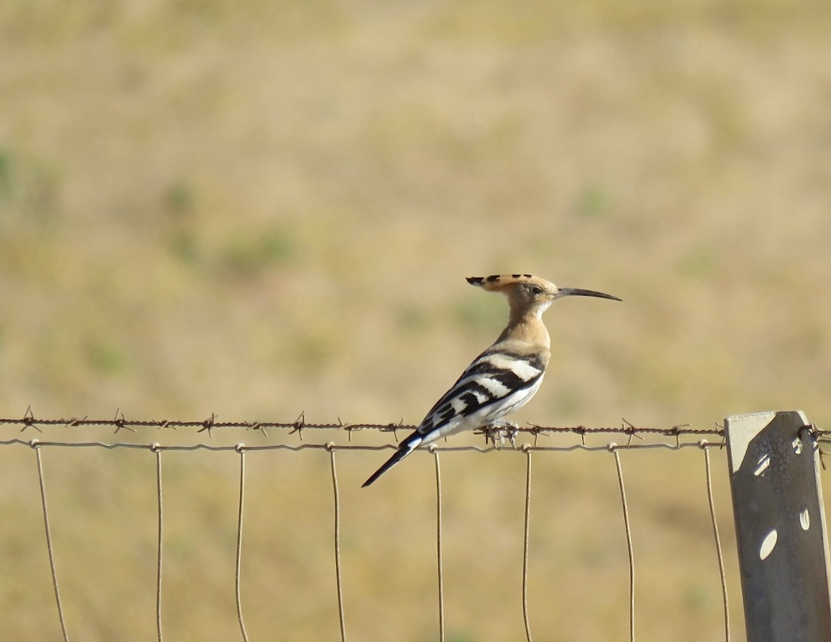 Common Hoopoe (Eurasian) - ML641785110