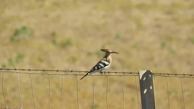 Eurasian Hoopoe (Eurasian) - ML641785111