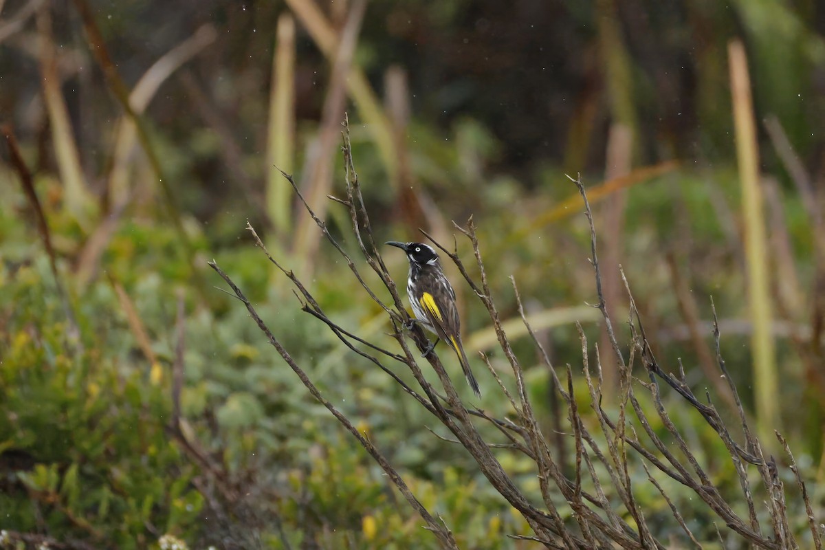 New Holland Honeyeater - ML641785113