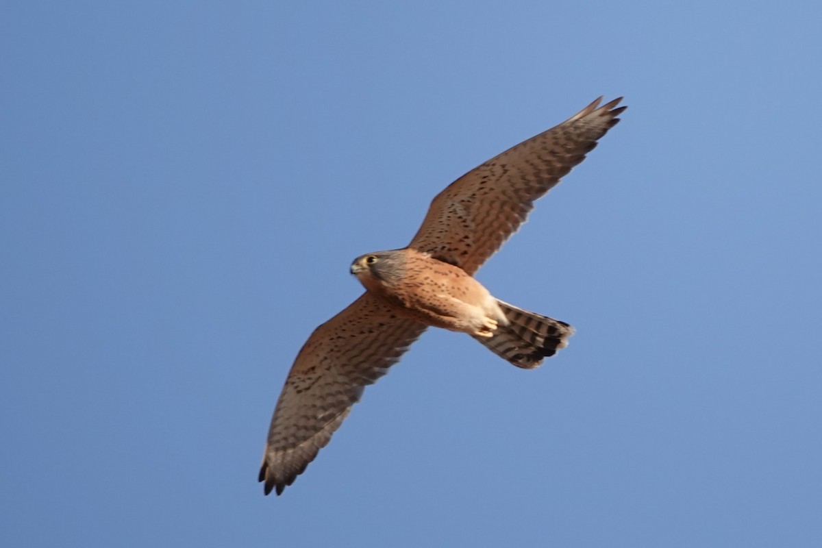 Rock Kestrel - ML641785115