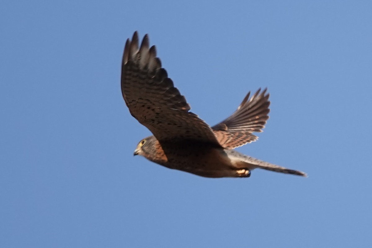 Rock Kestrel - ML641785116