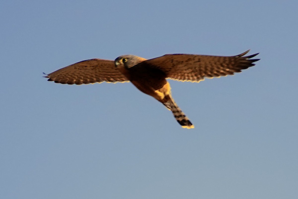 Rock Kestrel - ML641785117