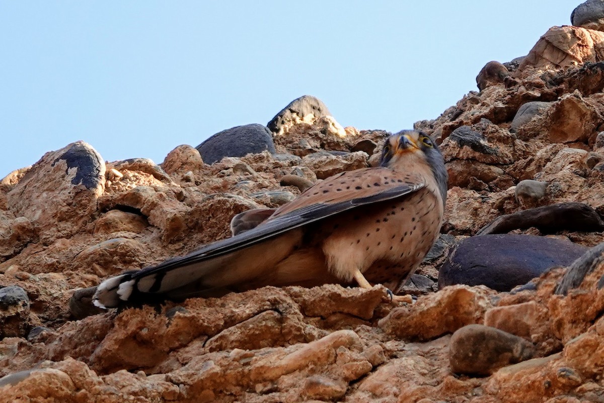 Rock Kestrel - ML641785118