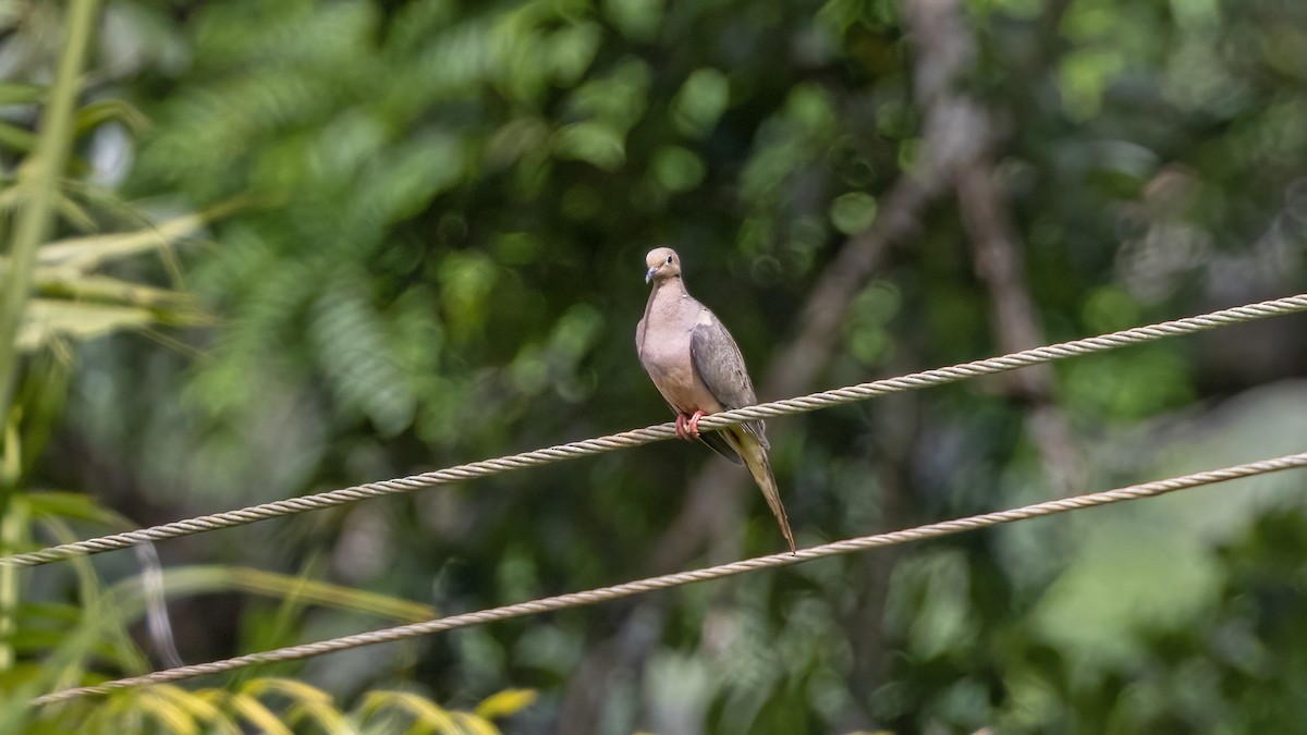 Mourning Dove - ML641785119