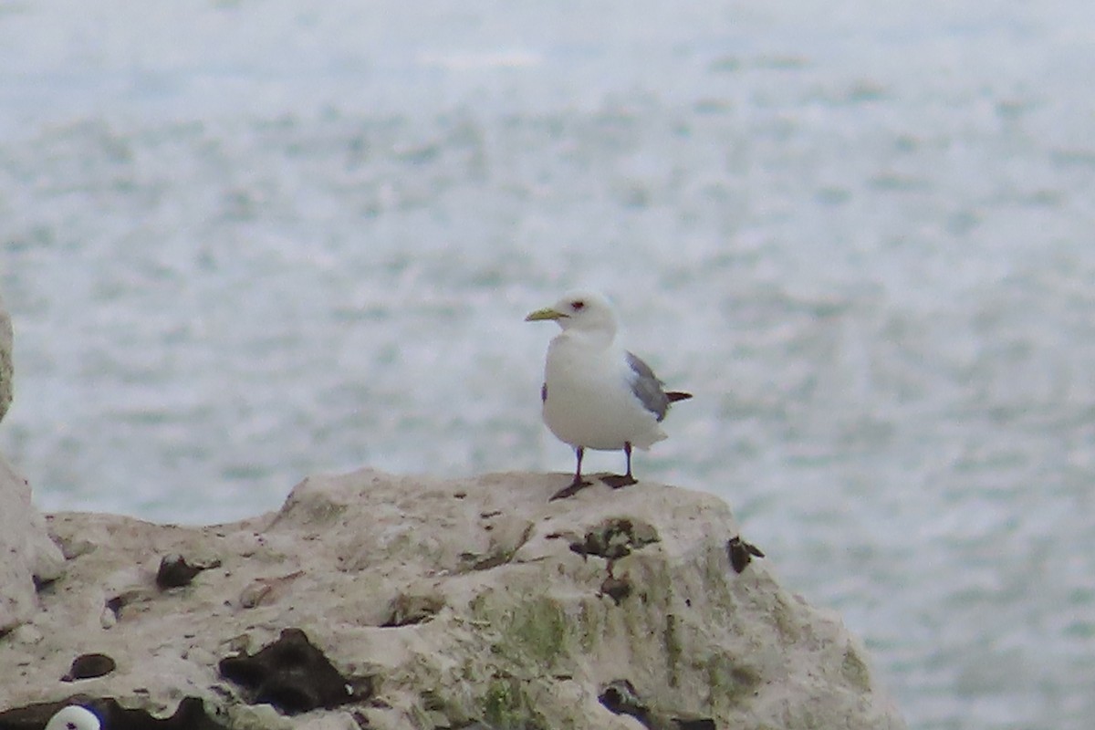 racek tříprstý - ML641785123