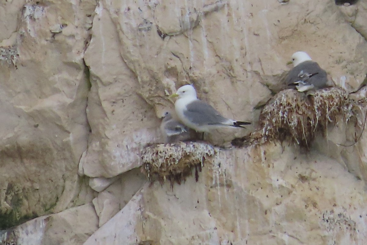 racek tříprstý - ML641785130