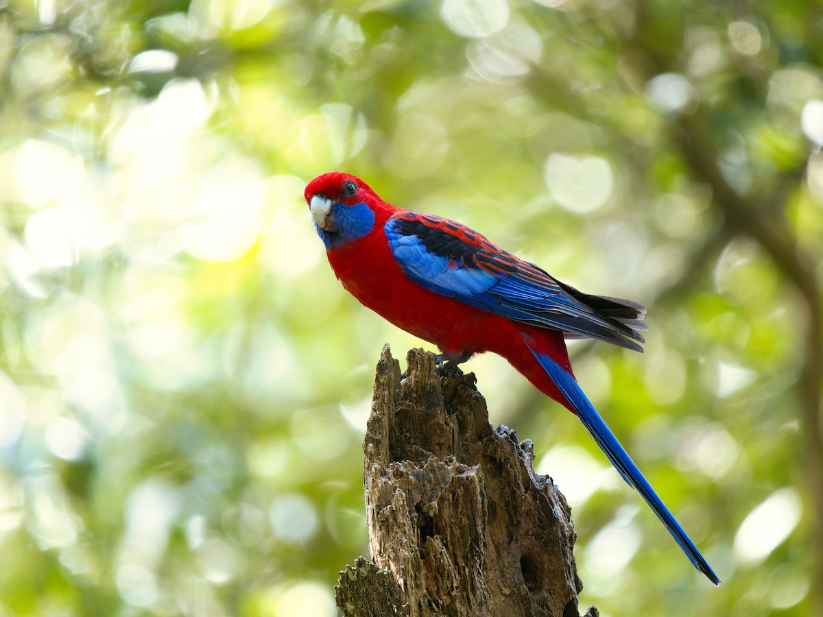 Crimson Rosella - ML641785139