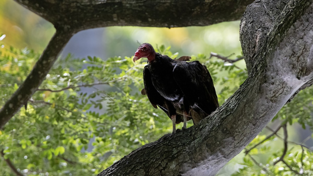 Turkey Vulture - ML641785141