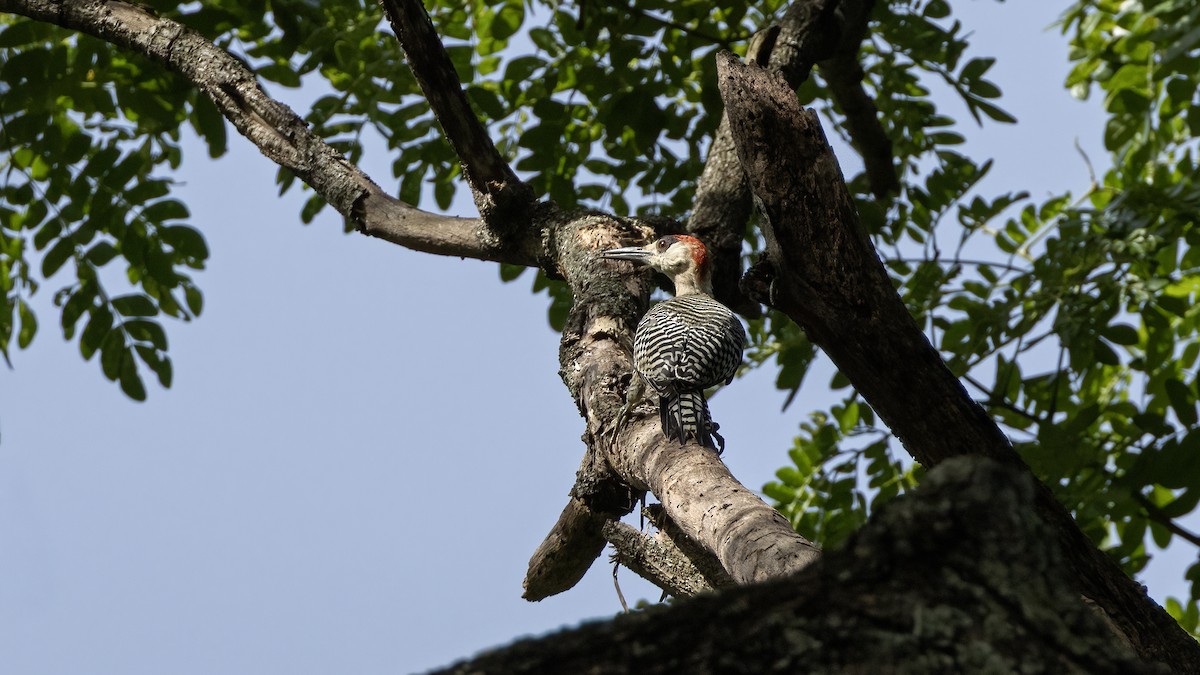 West Indian Woodpecker - ML641785143