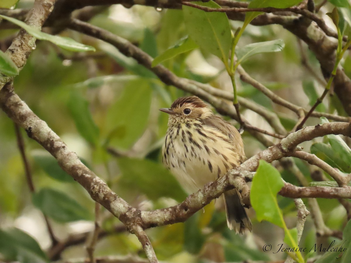 Speckled Warbler - ML641785147