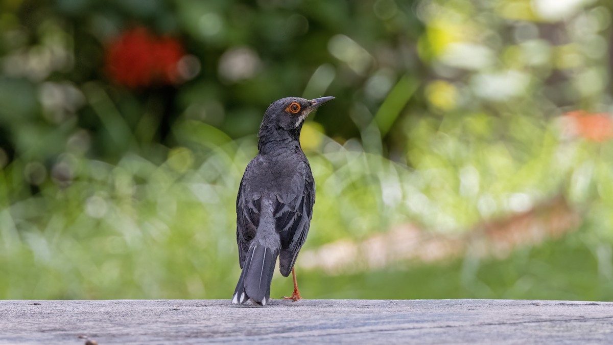 Red-legged Thrush - ML641785149