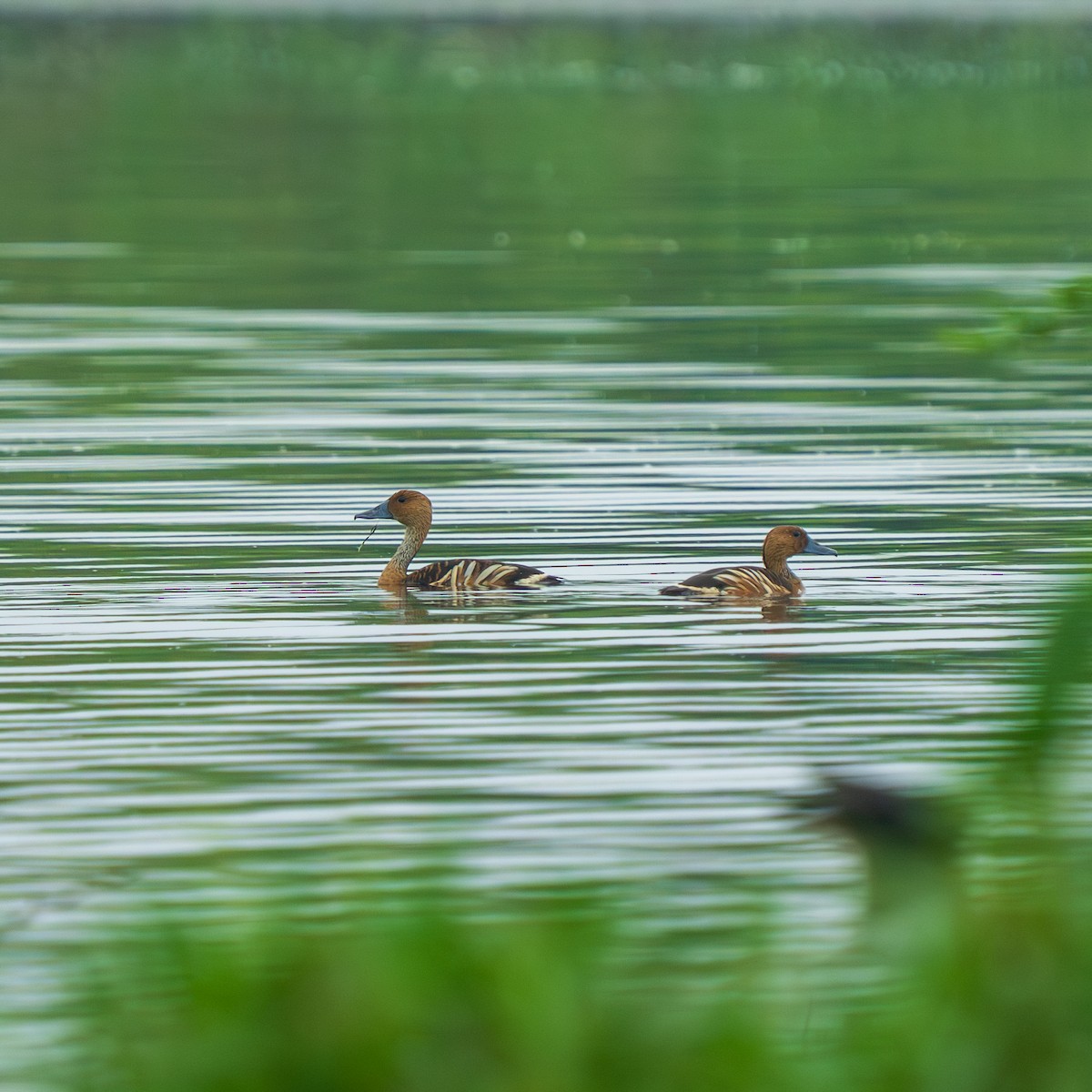 Fulvous Whistling-Duck - ML641785152
