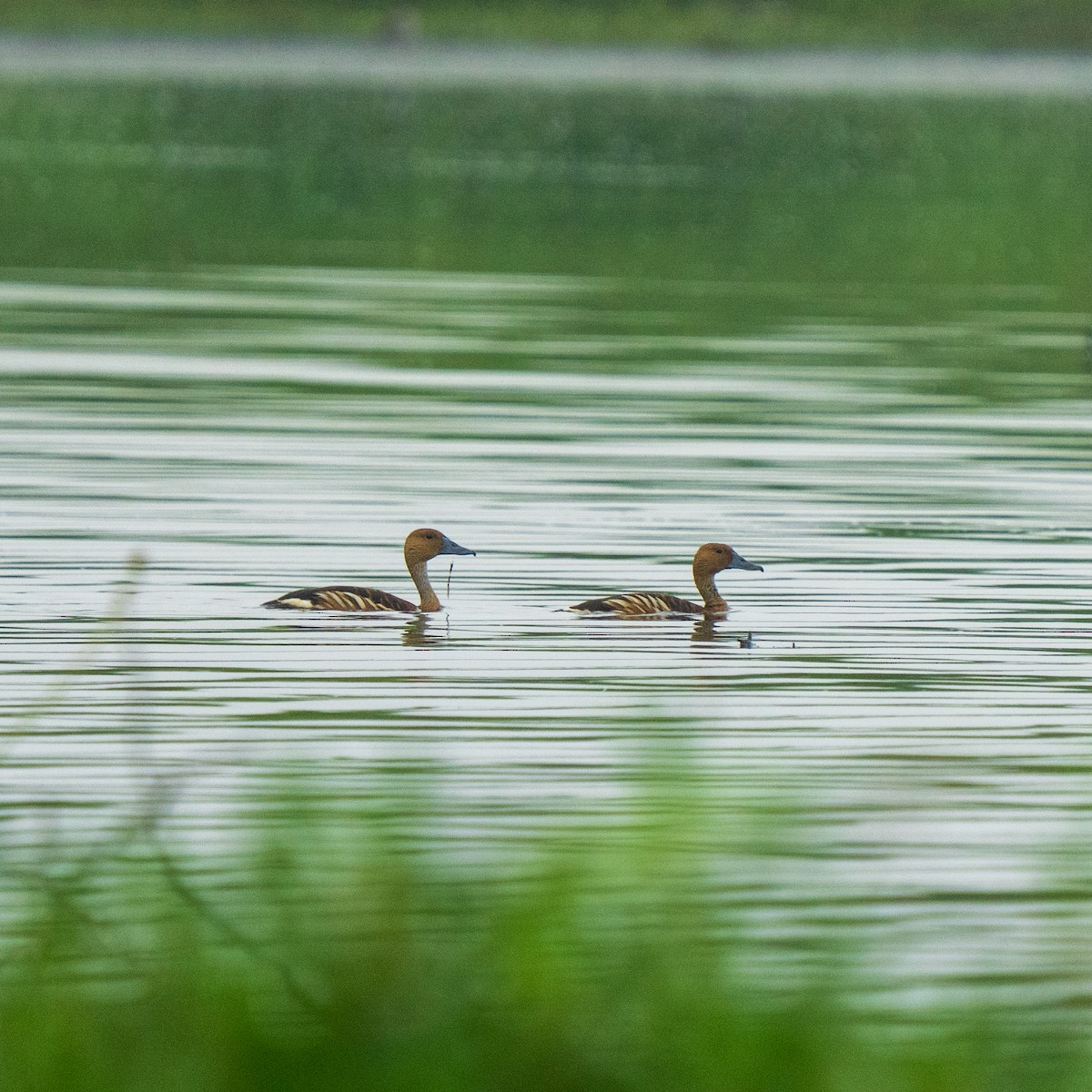 Fulvous Whistling-Duck - ML641785153