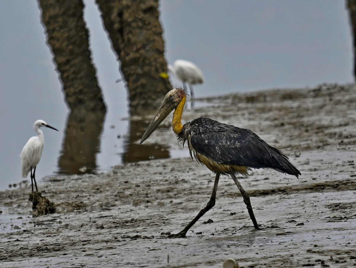 Lesser Adjutant - ML641785155
