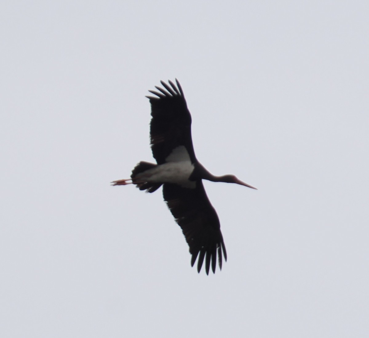 黑鸛 - ML641785158
