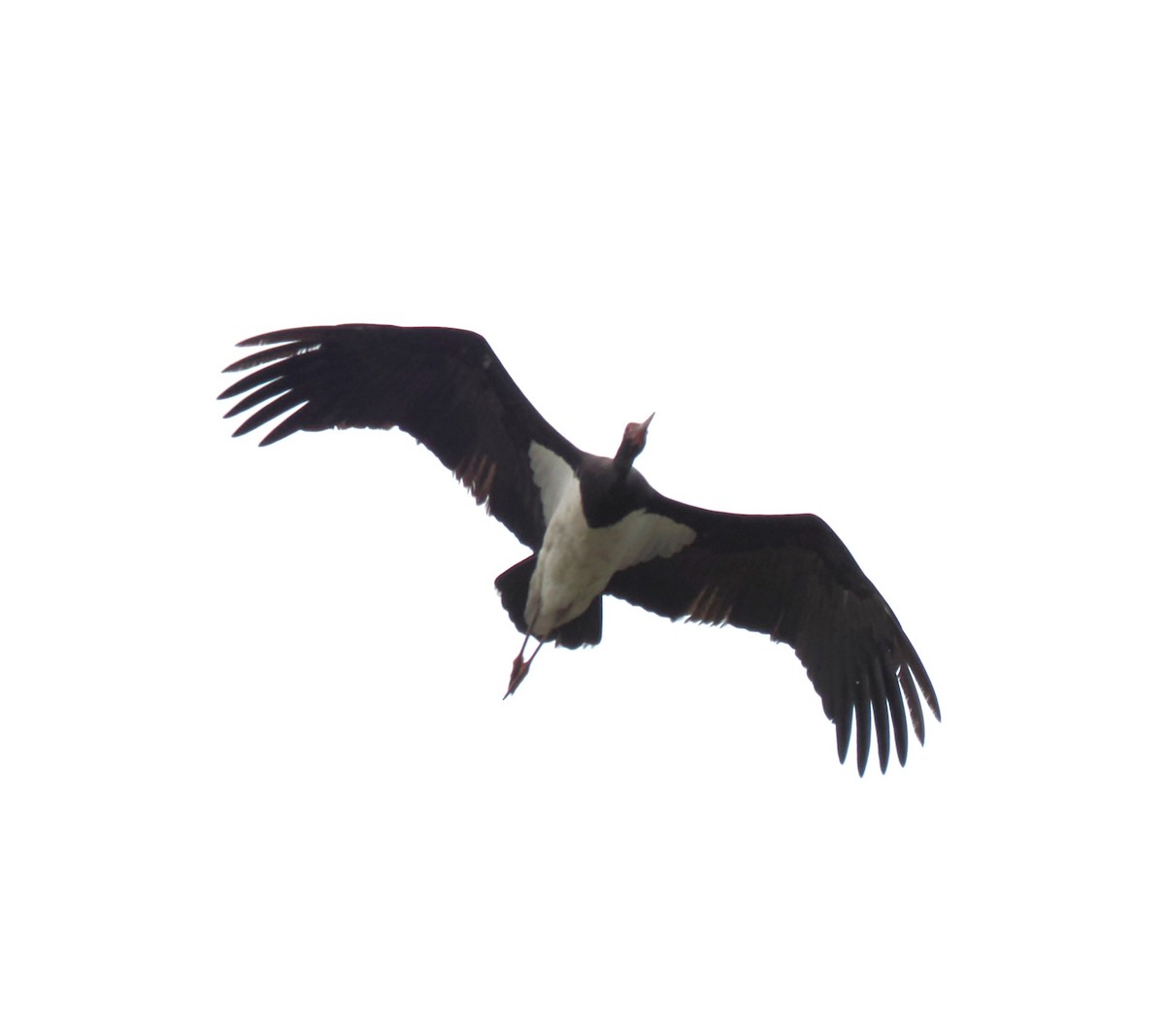 黑鸛 - ML641785159