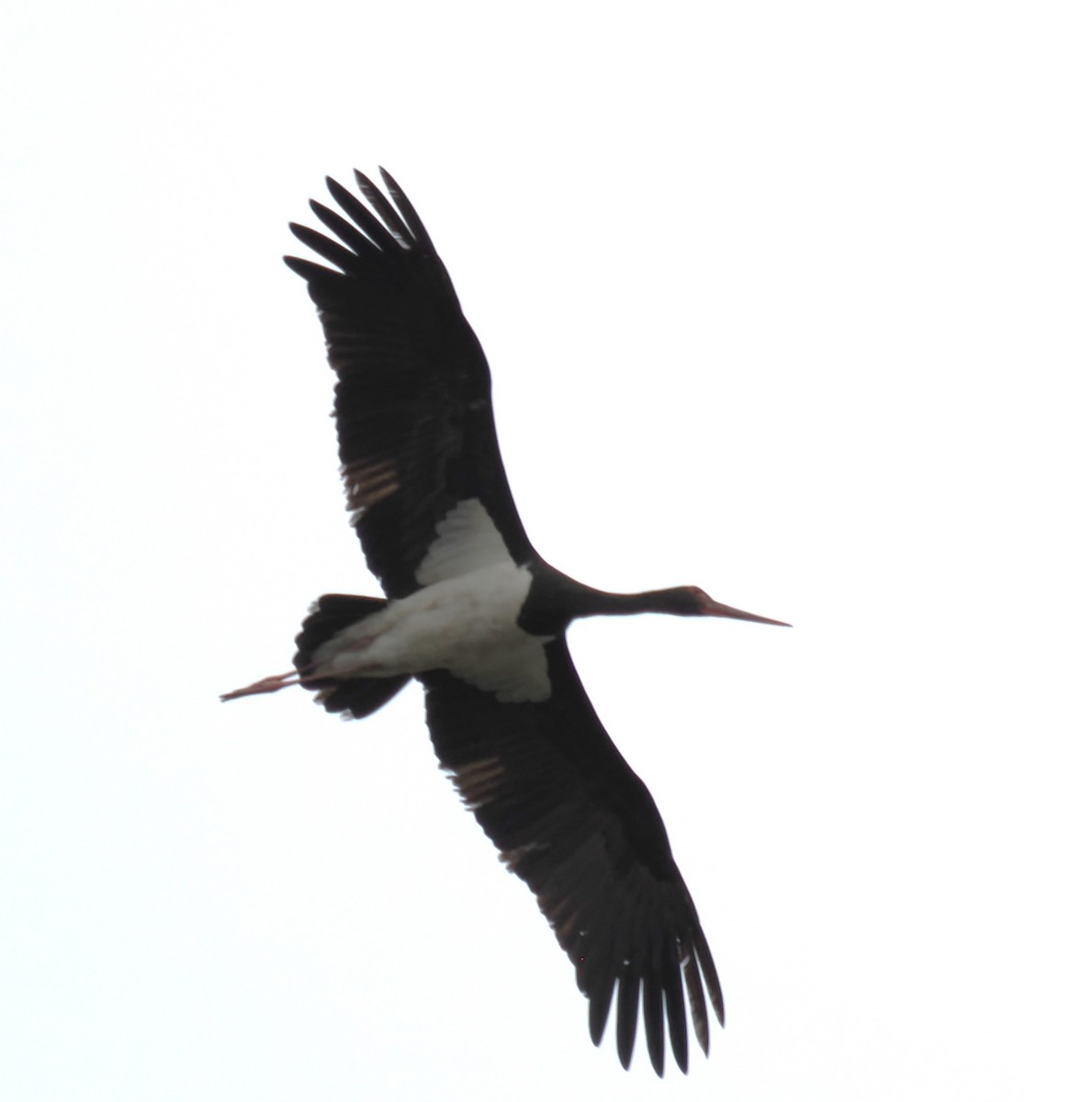 黑鸛 - ML641785160