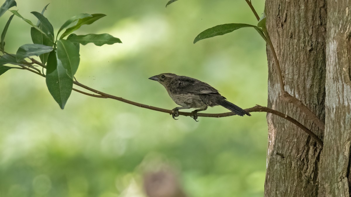 Shiny Cowbird - ML641785161