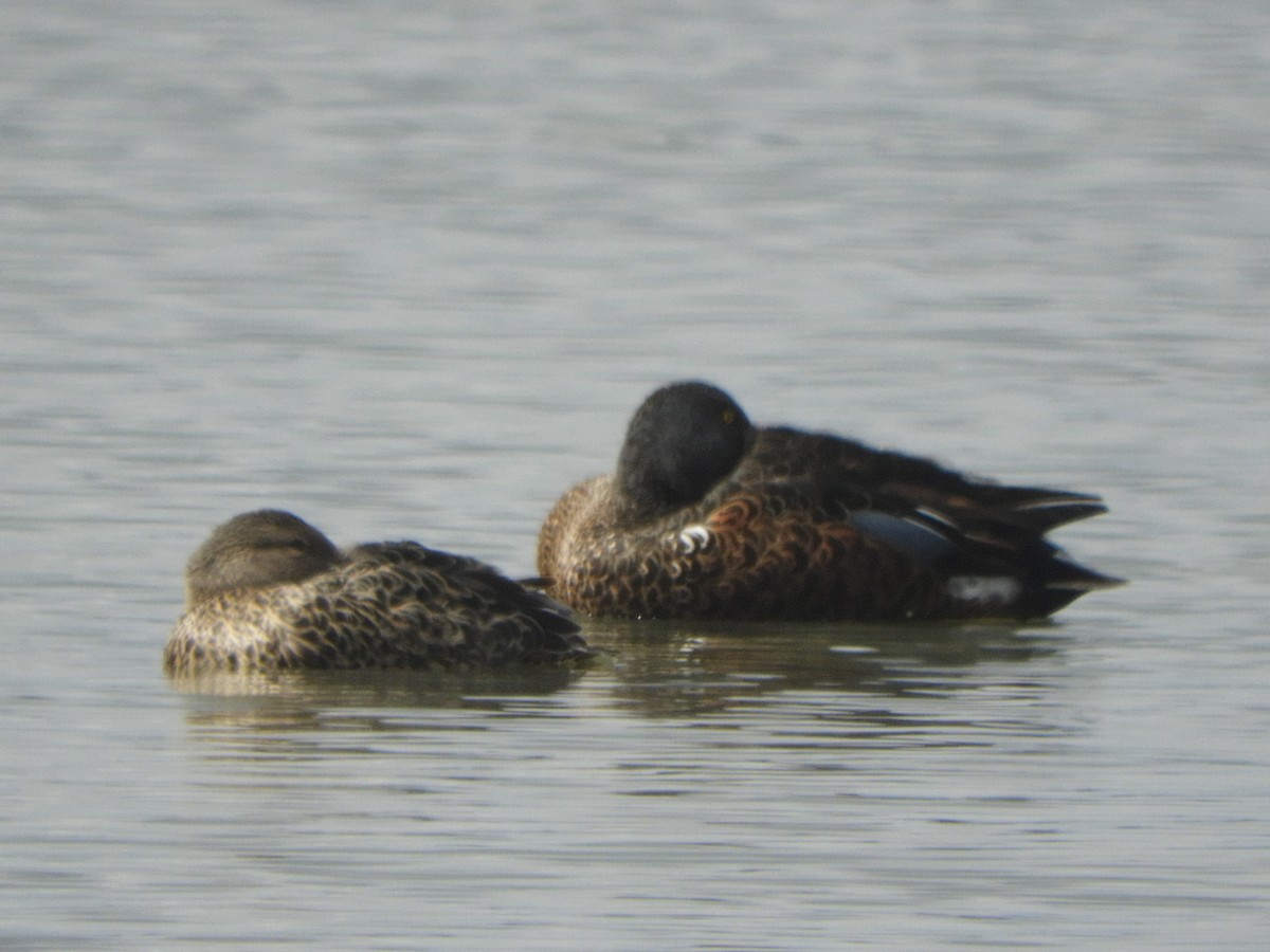 Australasian Shoveler - ML641785165