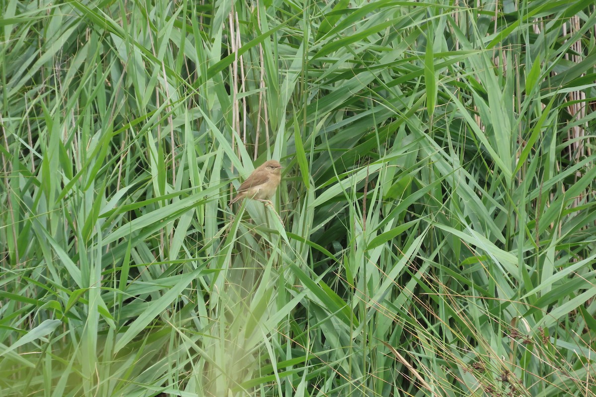 Common Reed Warbler - ML641785168