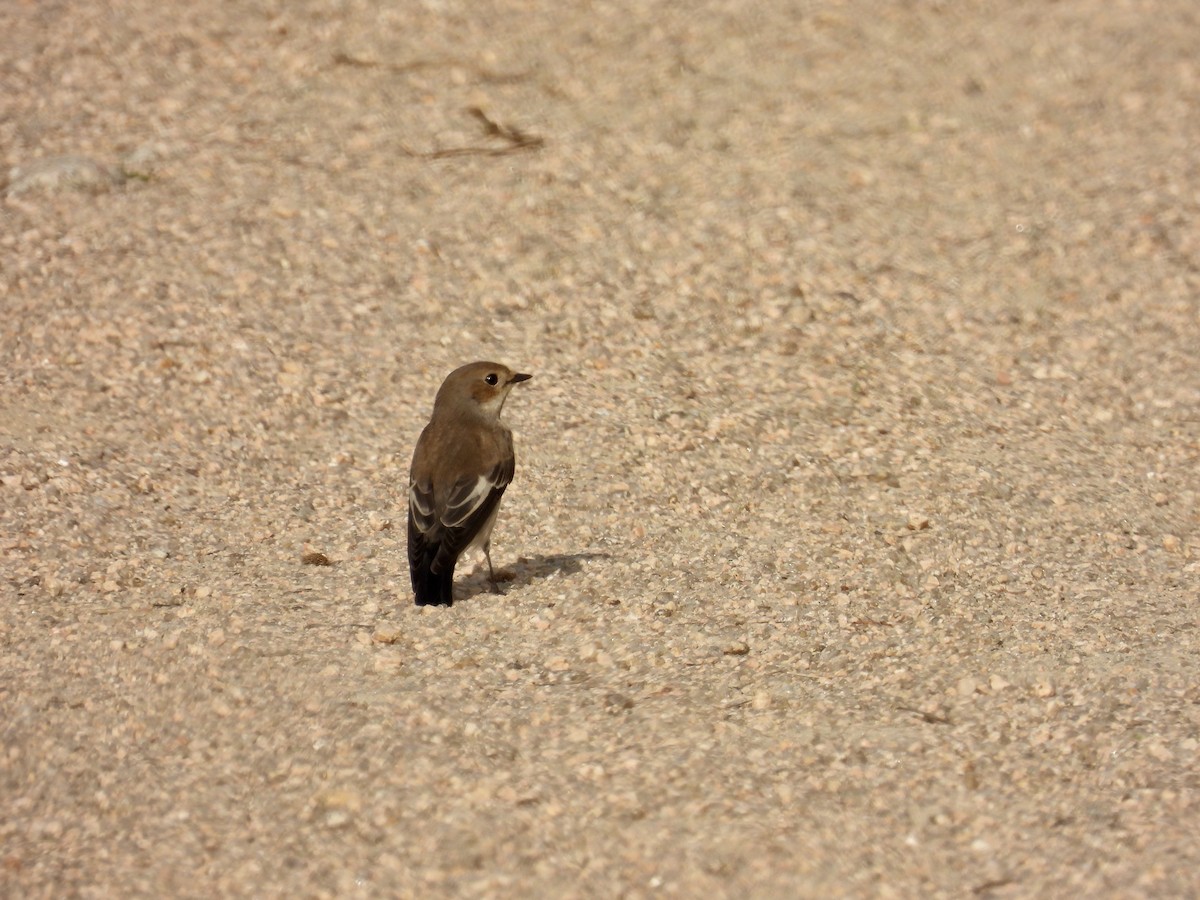 European Pied Flycatcher - ML641785172