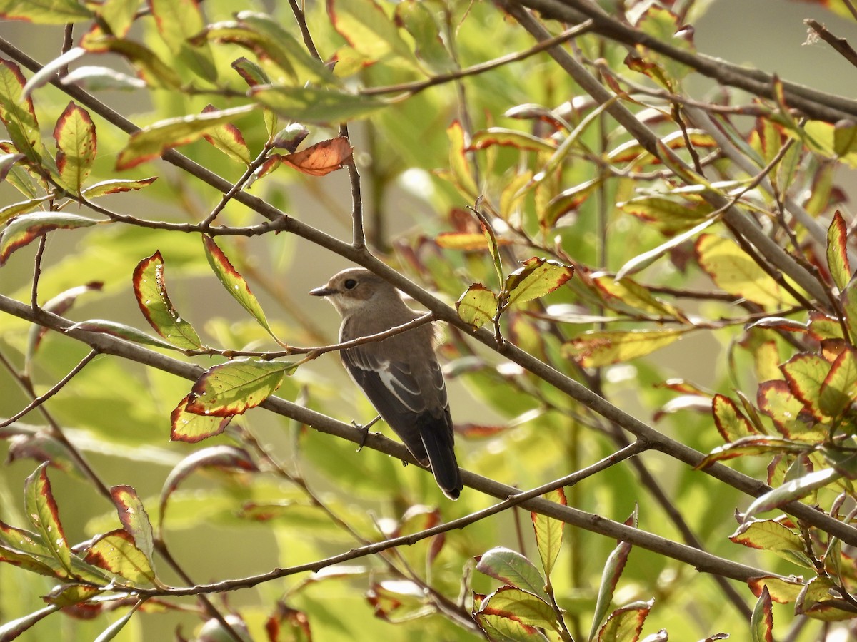 European Pied Flycatcher - ML641785173