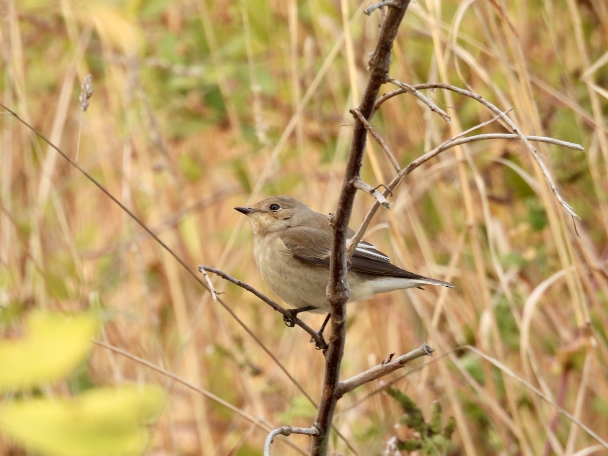 European Pied Flycatcher - ML641785174