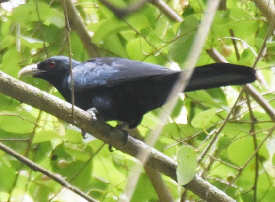 grønnebbkoel - ML641785187