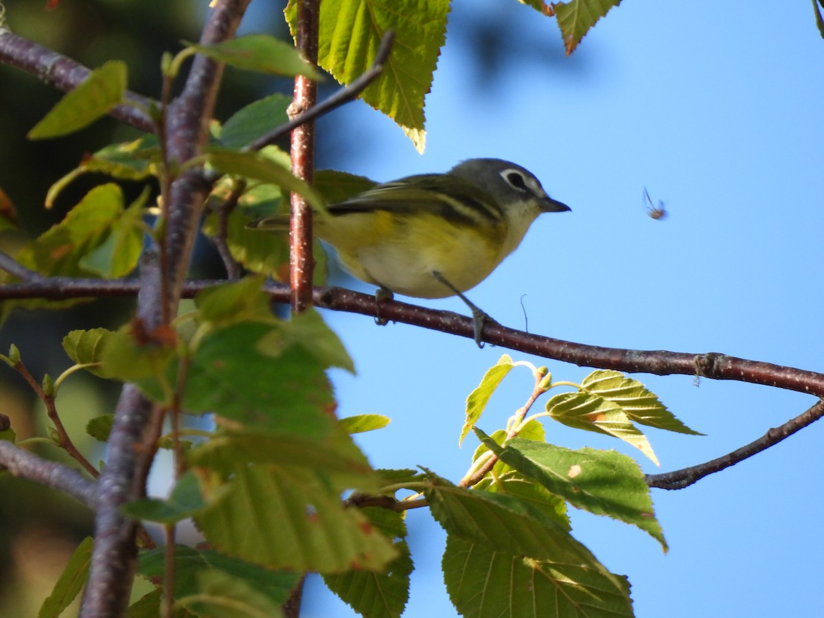 eremittvireo - ML641785190