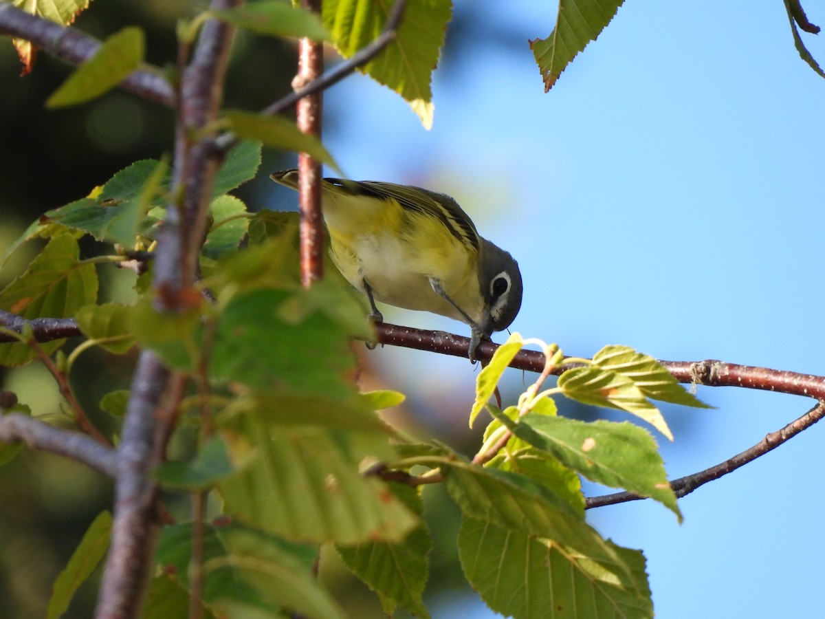 eremittvireo - ML641785191