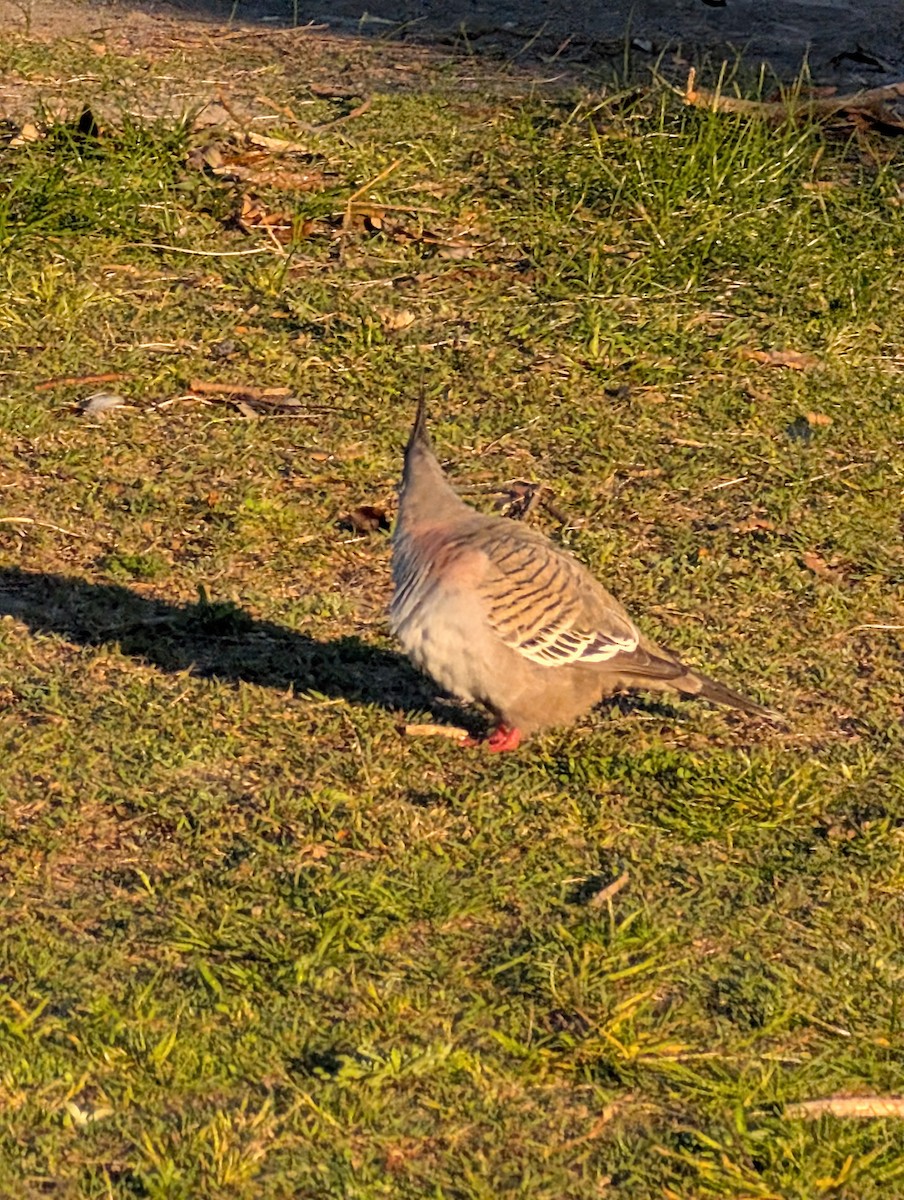 Crested Pigeon - ML641785200