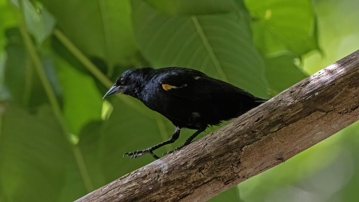 brunskuldertrupial - ML641785202