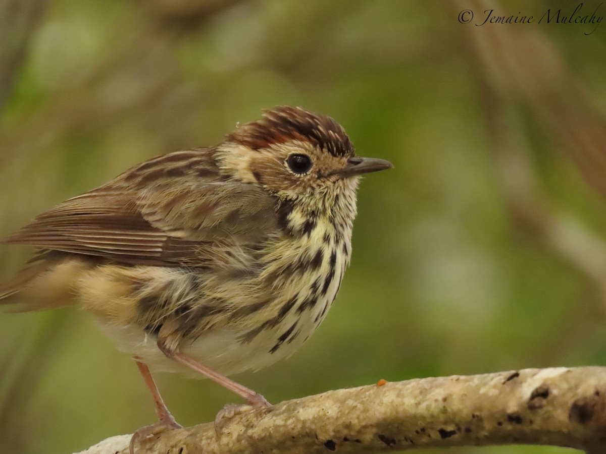 Çizgili Akantiz - ML641785209