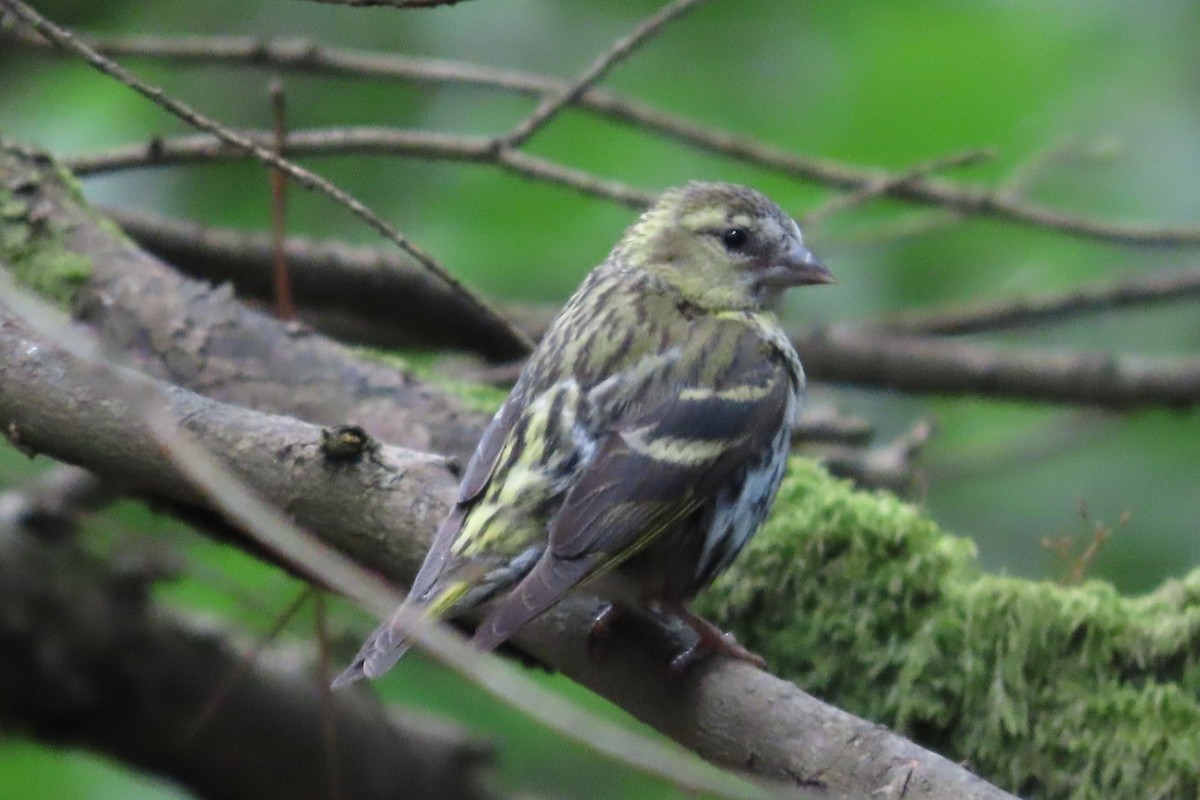 čížek lesní - ML641785217