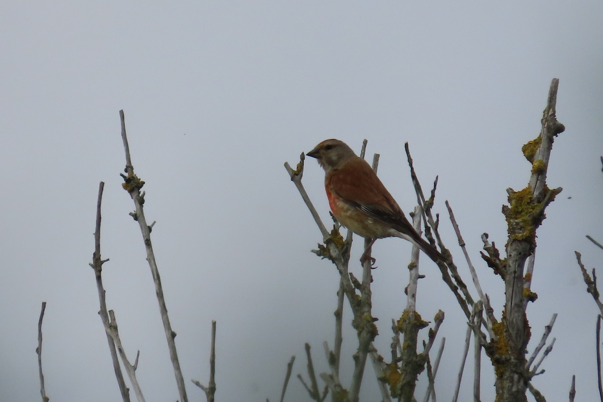 konopka obecná - ML641785235