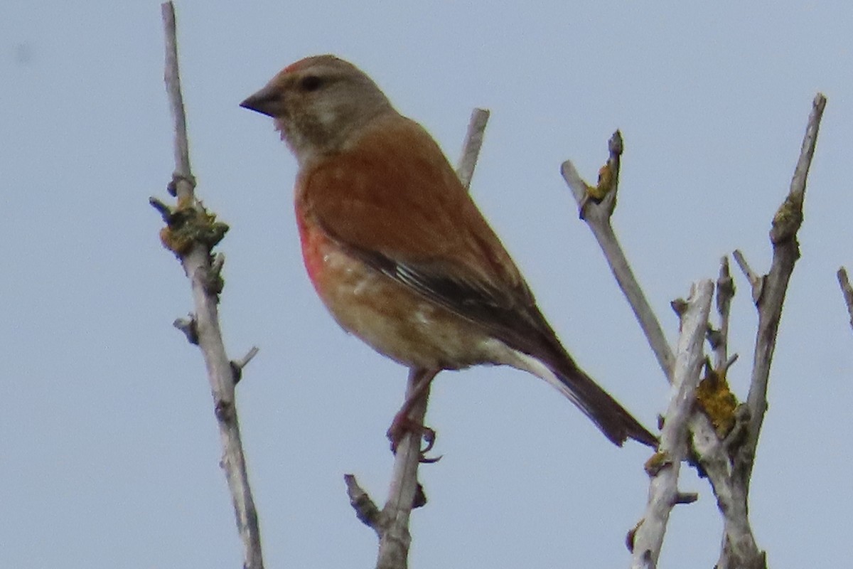 konopka obecná - ML641785238