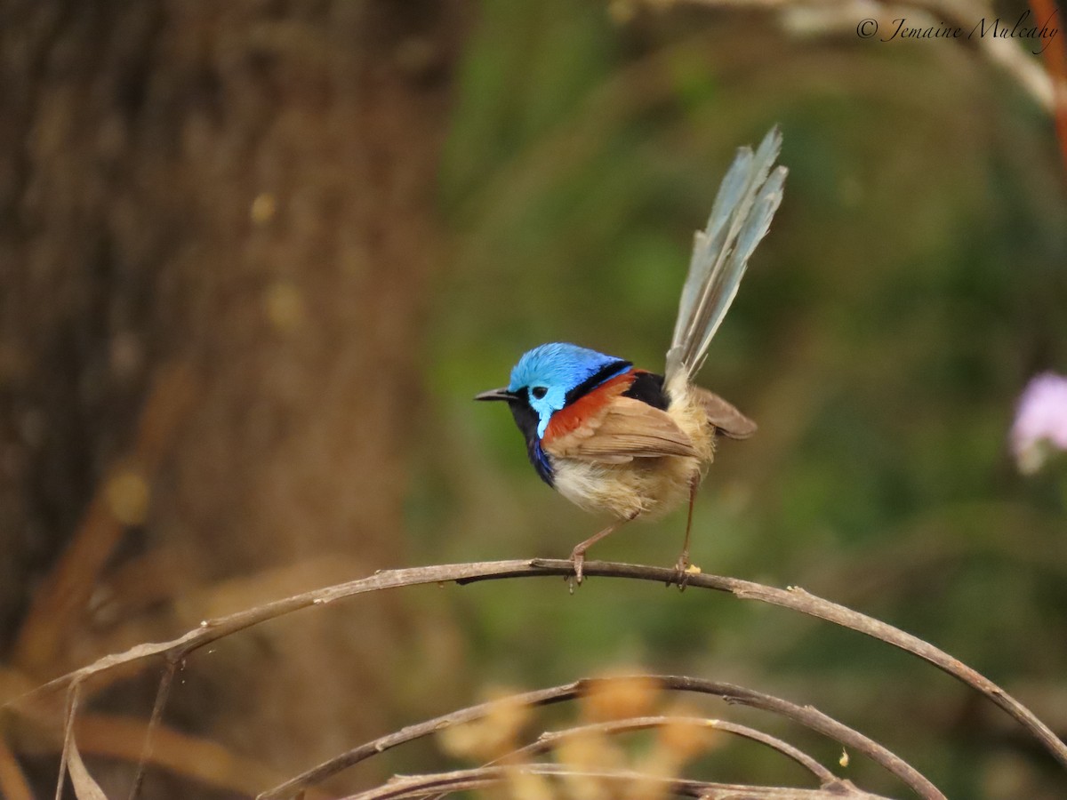 Değişken Peribülbülü - ML641785250