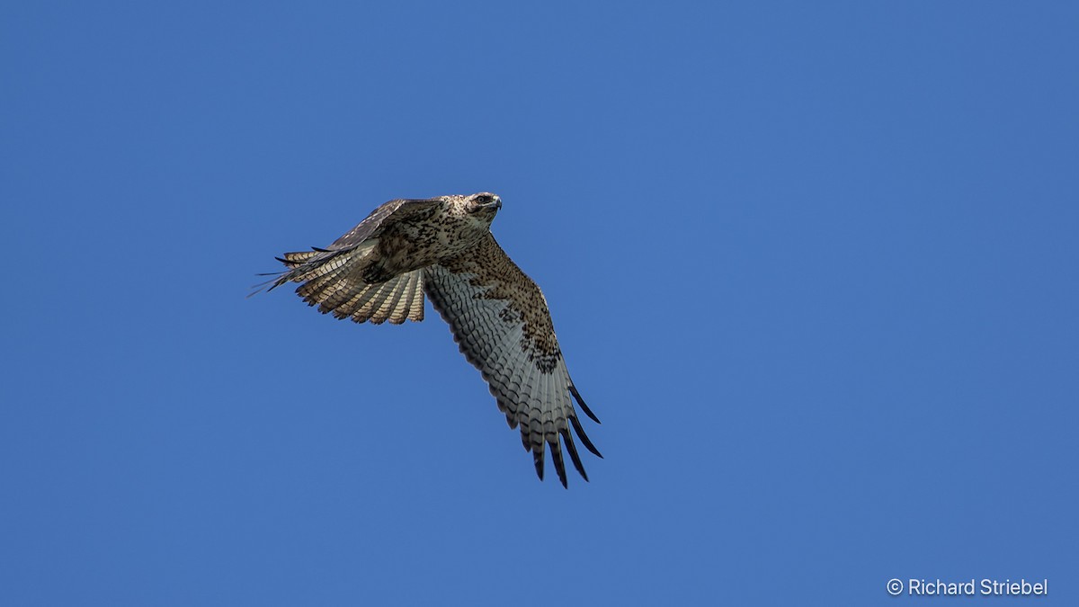 Galapagos Hawk - ML641785261