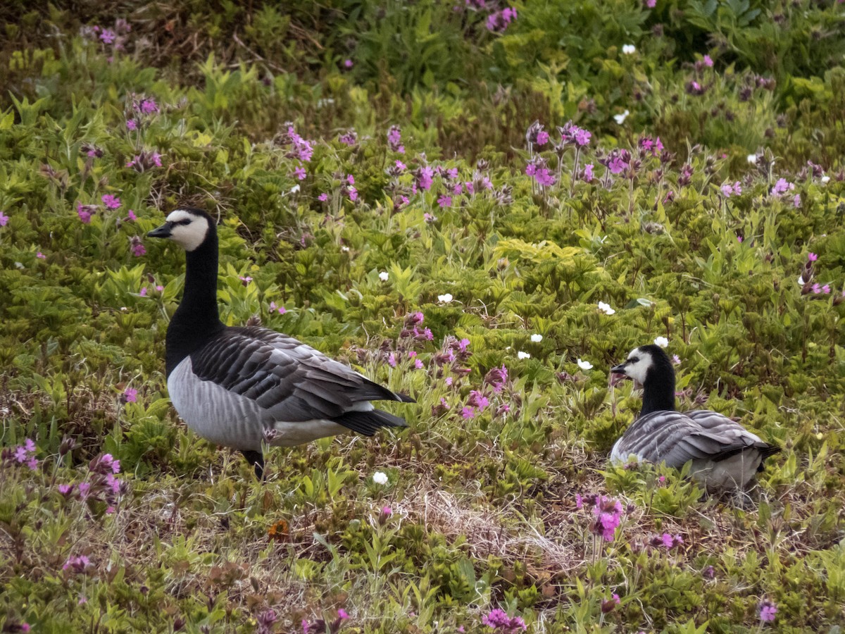 Barnacle Goose - ML641785270