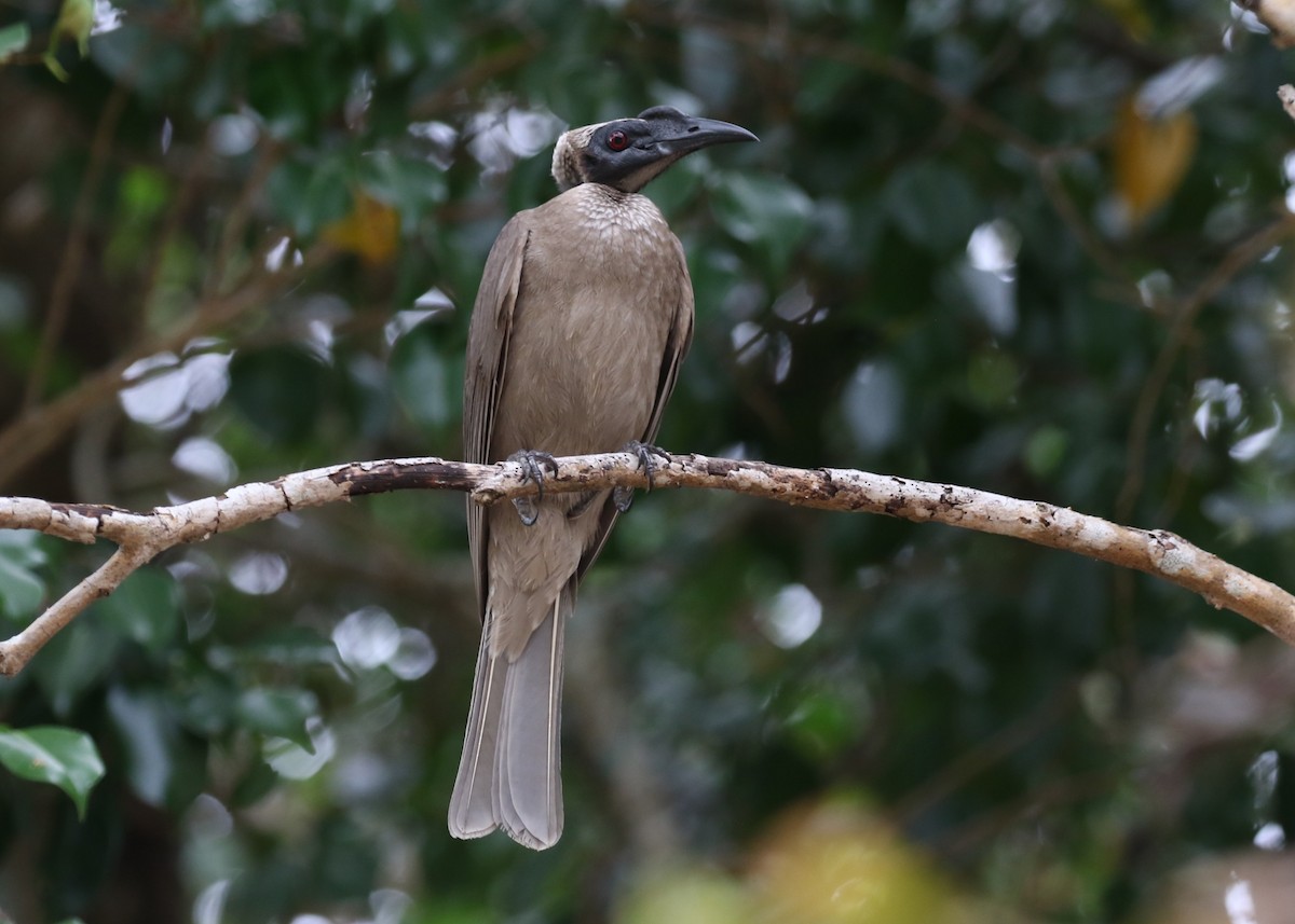 Helmeted Friarbird - ML641785271