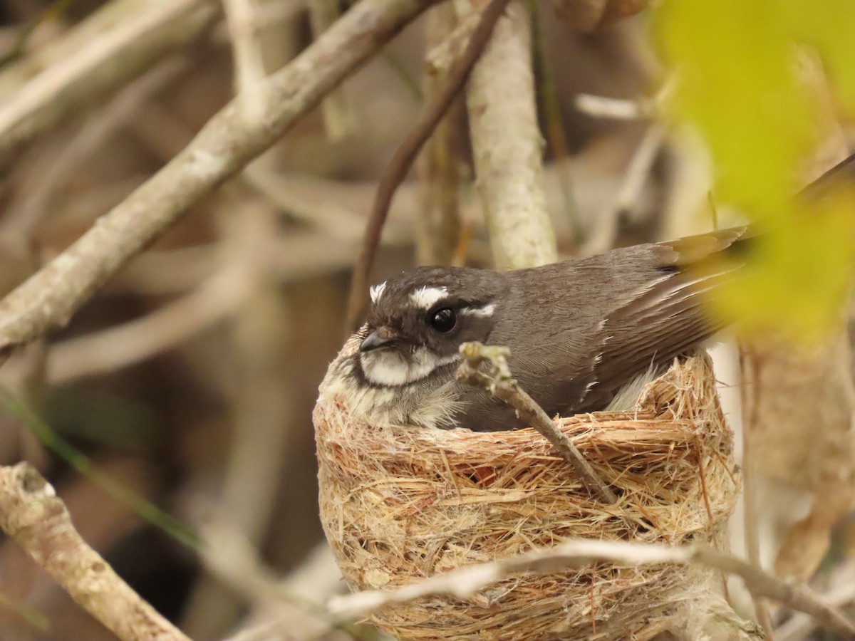 Gri Katmerkuyruk - ML641785272