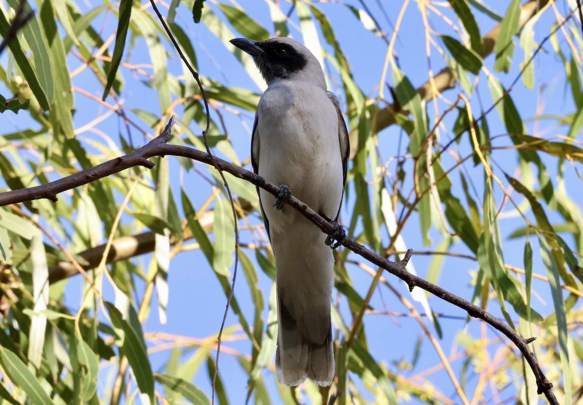 Black-faced Cuckooshrike - ML641785290
