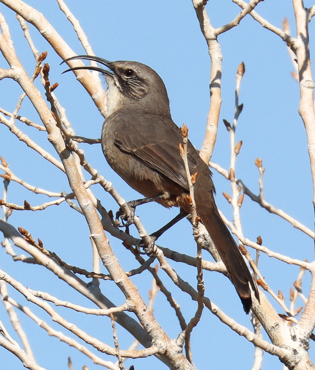 California Thrasher - ML641785291