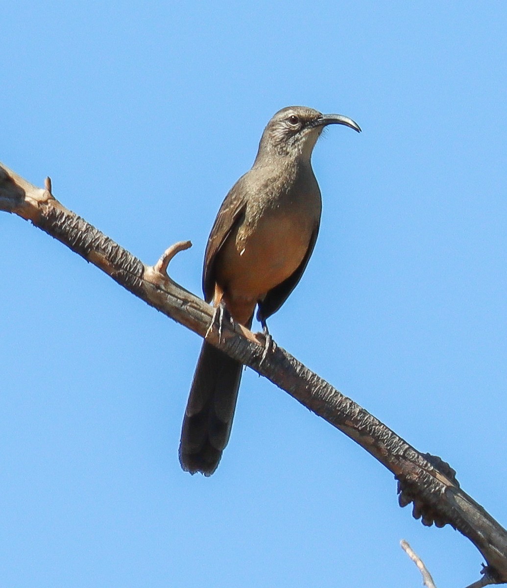 California Thrasher - ML641785294