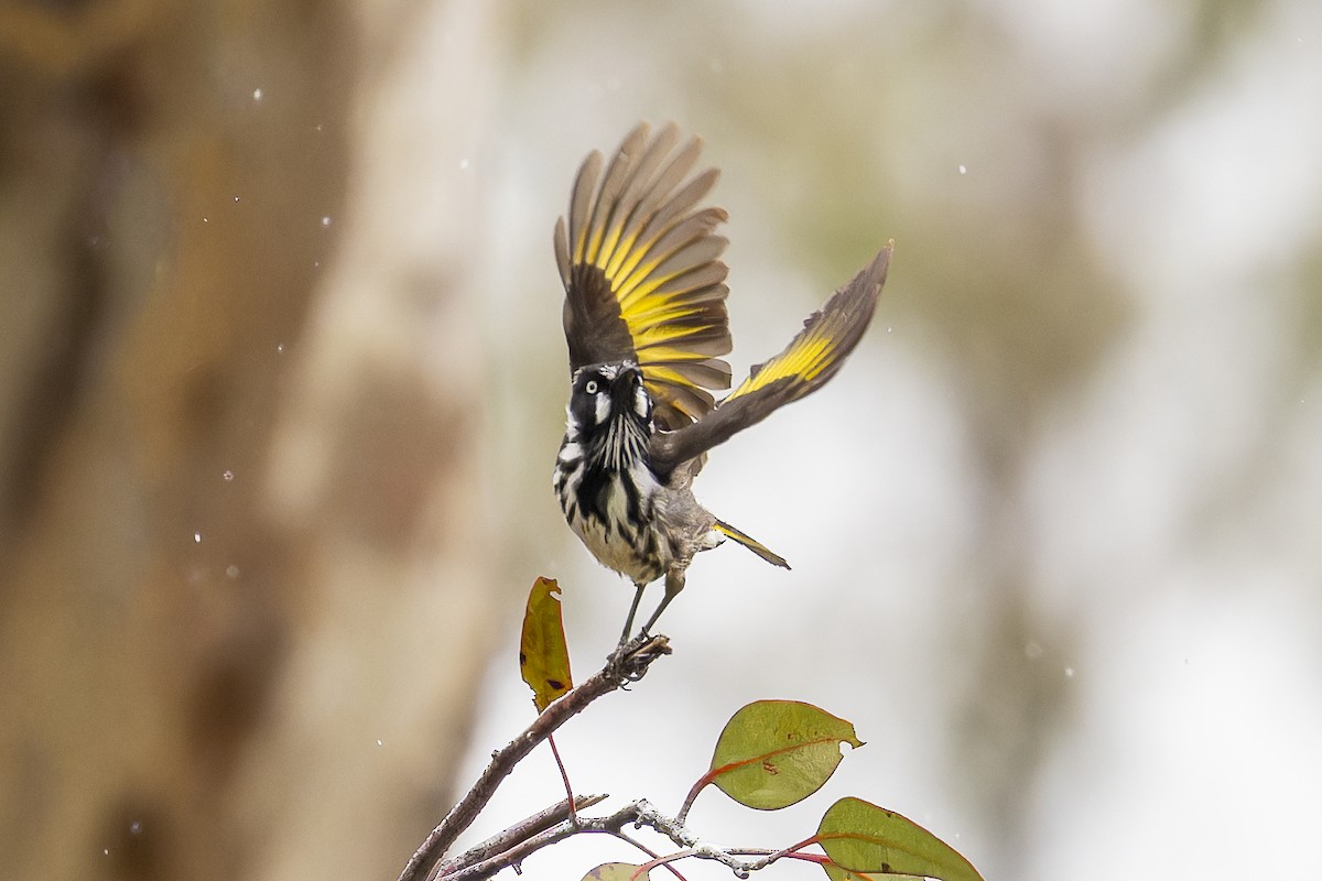 New Holland Honeyeater - ML641785296